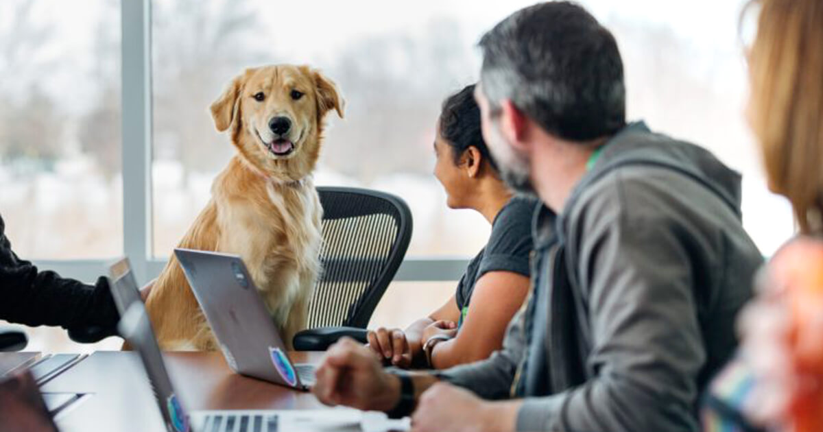 Compañeros peludos: Conoce los beneficios de llevar a tu mascota al trabajo